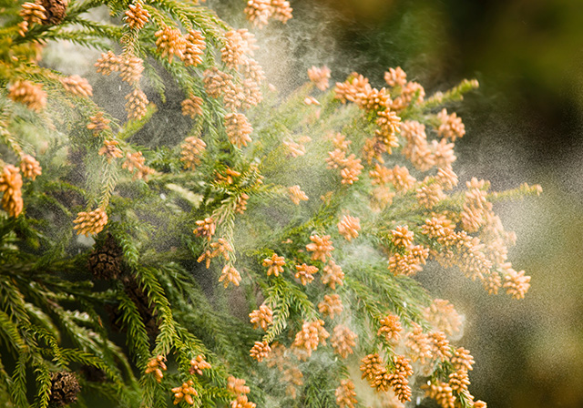 花粉症